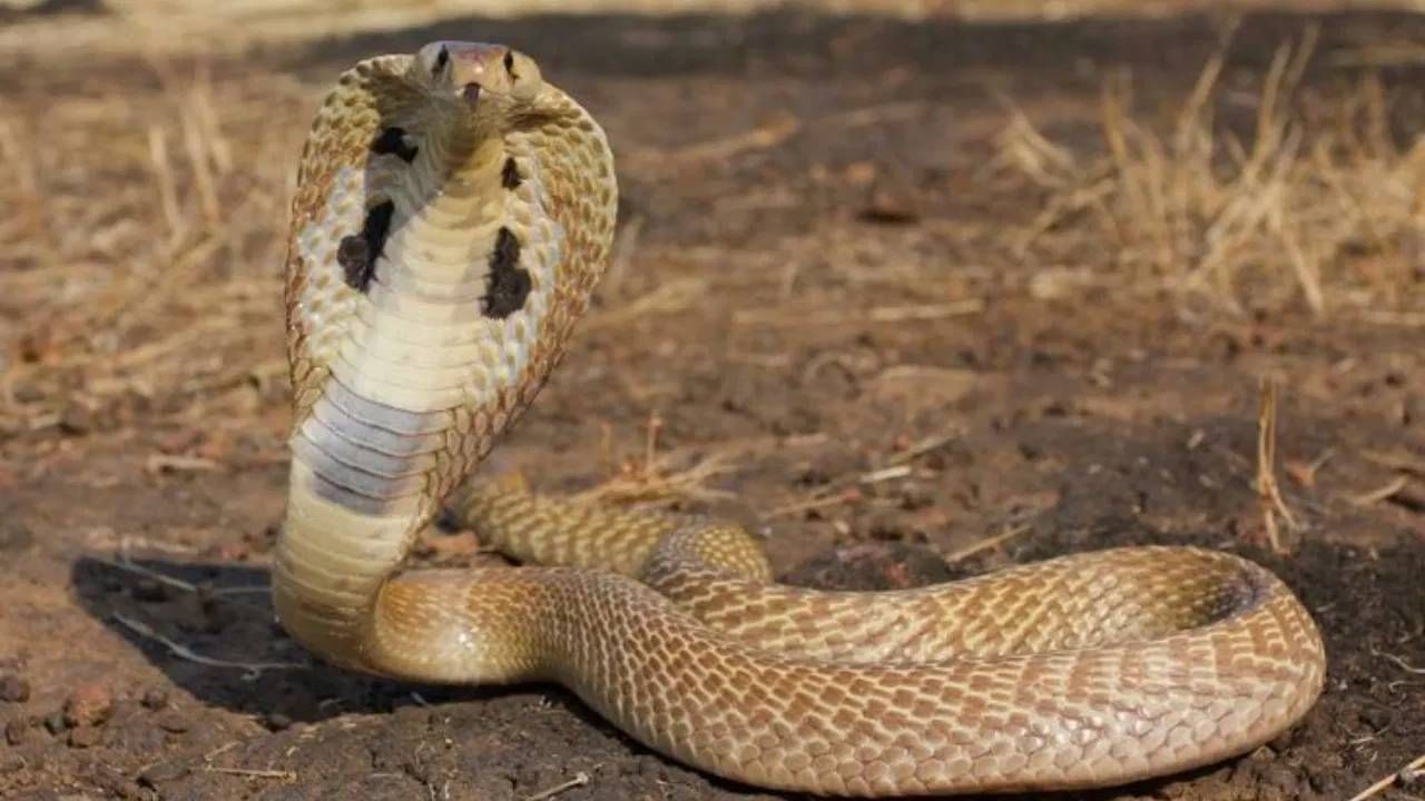 श्रावणात चुकून नाग मारला गेला, नागपंचमीला रात्री अचानक नागीण आली अन्... थरकाप उडवणारी घटना
