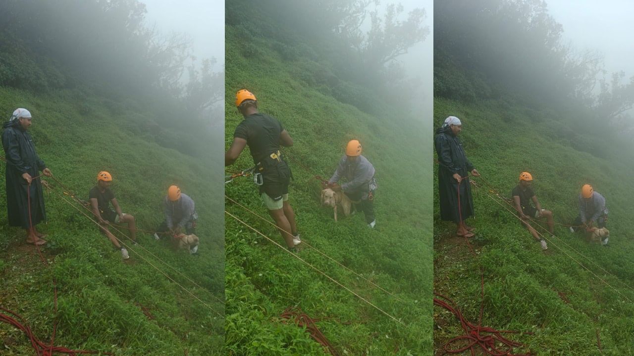 माथेरान येथे तीन दिवस दरीत अडकून पडलेल्या कुत्र्याला जीवदान, गिर्यारोहकांनी केली सुखरुपपणे सुटका