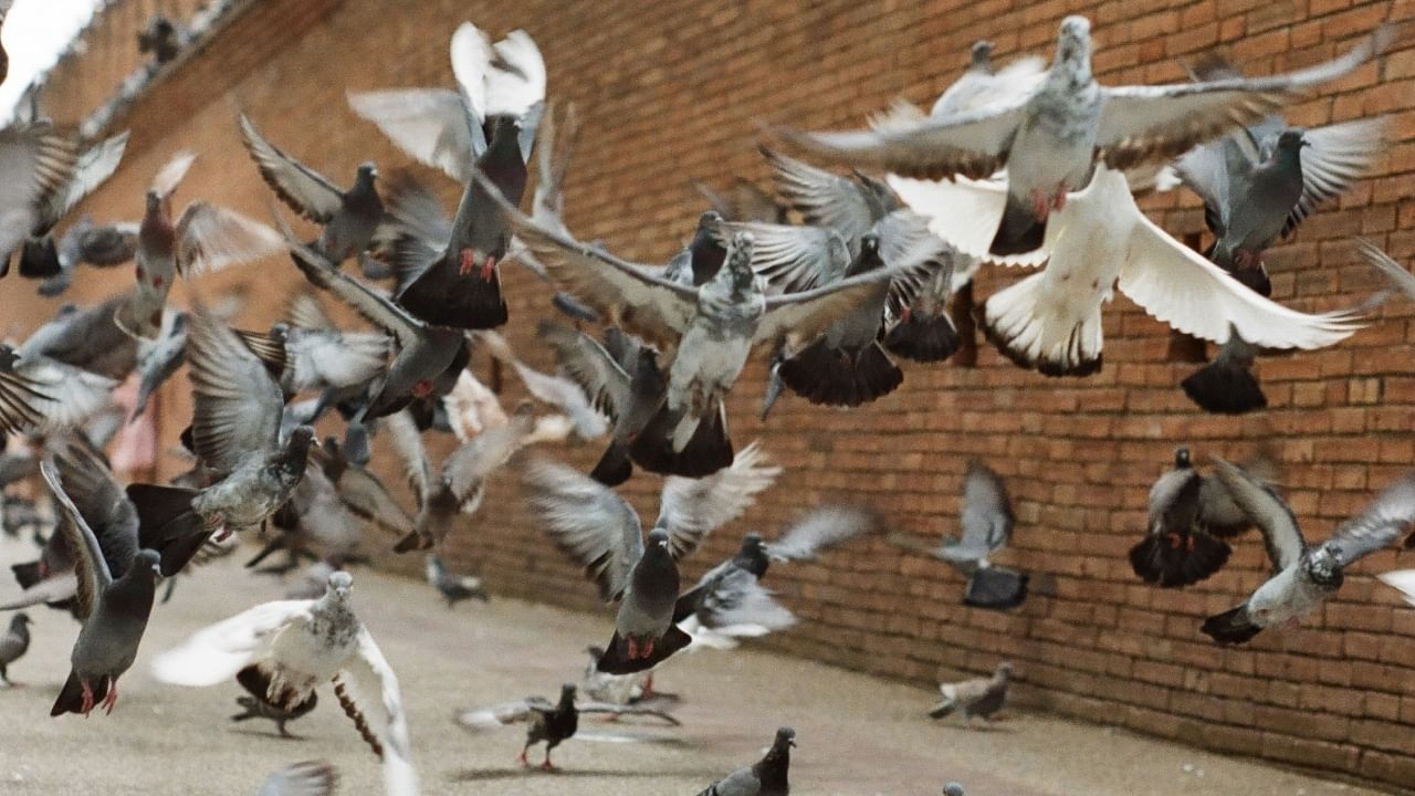 कबुतरांना दाना दिल्याने गुरु आणि बुध ग्रह देखील शुभ फळे देतात. ज्यामुळे घरात सुख-समृद्धी नांदते. कबुतरांचे घरात येणे शुभ असले तरी, कबुतरांनी घरात घरटे बनवणे अशुभ मानले जाते. कबुतरांनी घरात घरटे बनवल्यास ते दुर्भाग्याचे कारण ठरू शकते.