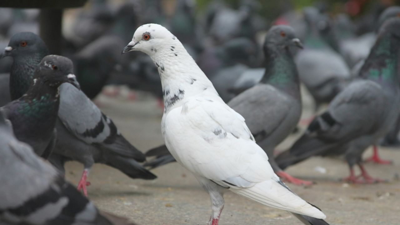 यामुळे तुम्हाला अनेक प्रकारच्या अडचणींचा सामना करावा लागू शकतो. जर कबुतरांनी तुमच्या घरात घरटे बनवण्यास सुरुवात केली असेल तर ते हळूवारपणे आणि सुरक्षितपणे एखाद्या जवळच्या झाडावर ठेवा. ज्यामुळे तुम्हाला अडचणी येणार नाहीत.