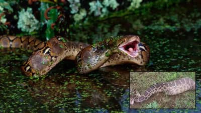 शेतात काम करताना अचानक गायब झाला शेतकरी, झोपडीतून आवाज आला... आत डोकावून पाहताच गावकऱ्यांचा उडला थरकाप