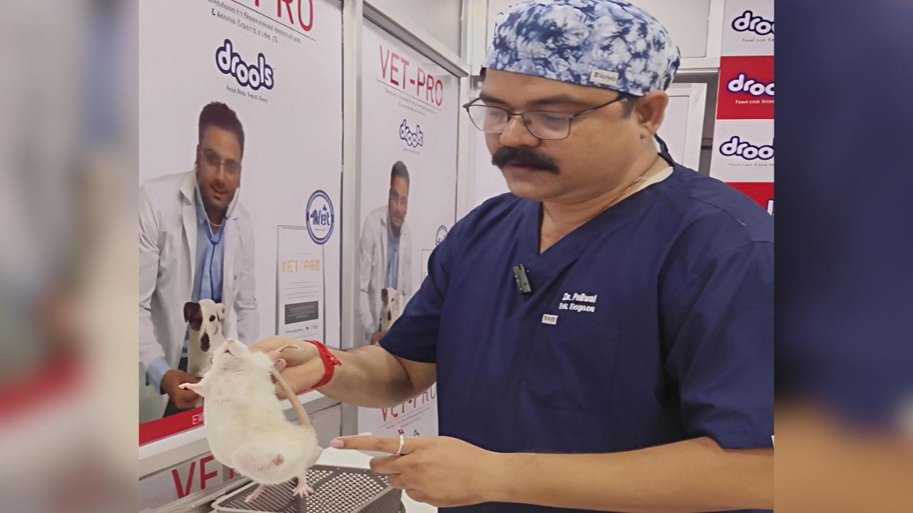 डॉक्टरांनी चक्क उंदरावर केली शस्त्रक्रिया, पोटातून काढला 240 ग्रॅमचा ट्यूमर डॉक्टरांनी चक्क उंदरावर केली शस्त्रक्रिया, पोटातून काढला 240 ग्रॅमचा ट्यूमर