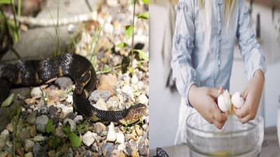 स्वयंपाकघरातून या वस्तू ताबडतोब काढून टाका, अन्यथा साप घरात येण्याची दाट शक्यता