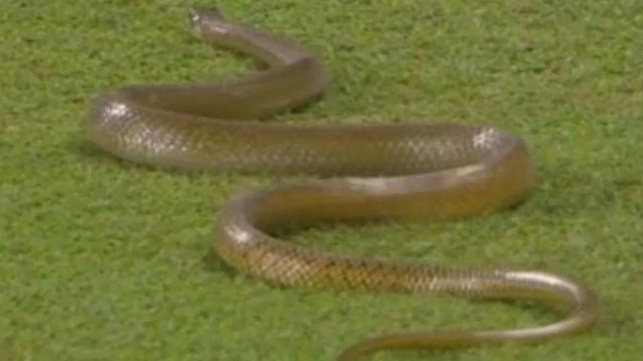 लाईव्ह सामन्यात घुसला साप, श्रीलंका-बांगलादेश पहिला एकदिवसीय सामन्यात गोंधळ