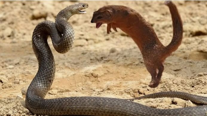 विशेष म्हणजे सापाने केलेला हल्ला चुकवून मुंगूस हवेत उडी घेतं. खाली जमिनीवर येताना मुंगूस एका क्षणात सापाच्या डोक्याचा चावा घेते आणि स्वत:चाही बचाव करते.