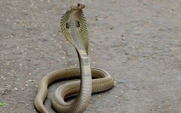 आपल्याकडे सापाबाबत अनेक गैरसमज आहेत. साप चावला की मृत्यू होतोच, असे बहुसंख्य लोकांना वाटते. त्यामुळेच साप दिसला की लोक त्याला मारण्यासाठी धावतात. 