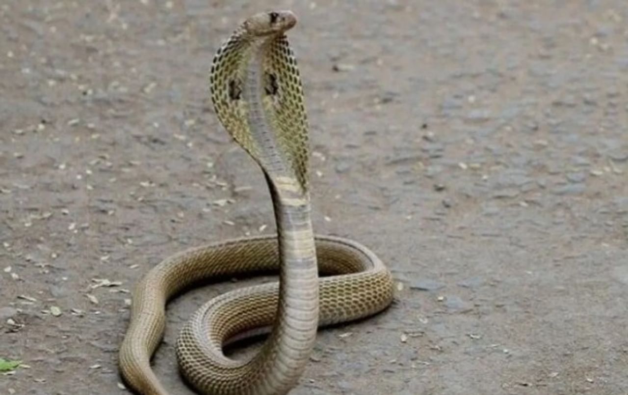 आपल्याकडे सापाबाबत अनेक गैरसमज आहेत. साप चावला की मृत्यू होतोच, असे बहुसंख्य लोकांना वाटते. त्यामुळेच साप दिसला की लोक त्याला मारण्यासाठी धावतात.