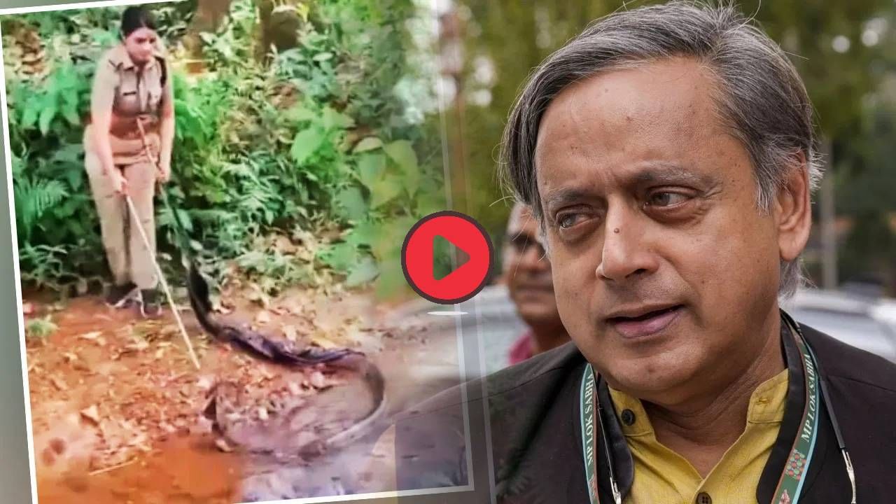 एका हातात काठी, दुसऱ्या हातात फडकं... महिला अधिकाऱ्याने असा पकडला कोब्रा, थरूर यांच्याकडून कौतुक