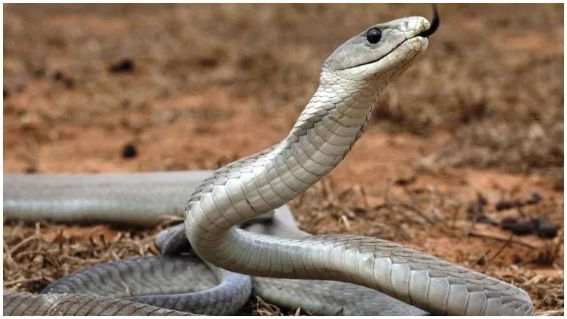 (डिस्क्लेमर : वरील माहिती उपलब्ध स्रोतावरून देण्यात आलेली आहे. याच्या तथ्यांबद्दल आम्ही कुठलाही दावा करीत नाही, तसेच अंधश्रद्धेला दुजोरा देत नाही)