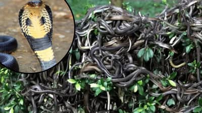 बापरे! या भागात लपले होते 7088 कोब्रा, पाहून सर्पमित्रालाही फुटला घाम