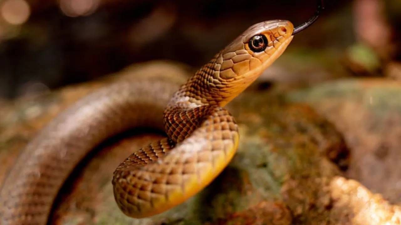 घरात एकाच वेळी निघाले 40 साप, कुटुंबीयांची बोबडीच वळली; गावात भीतीचे वातावरण घरात एकाच वेळी निघाले 40 साप, कुटुंबीयांची बोबडीच वळली; गावात भीतीचे वातावरण