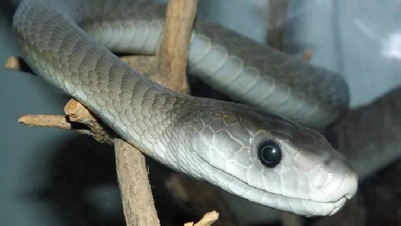 या वासाला सापही चळाचळा कापतात, वास येताच पळतात 100 किलोमीटर दूर; पावसाळ्यात तर…