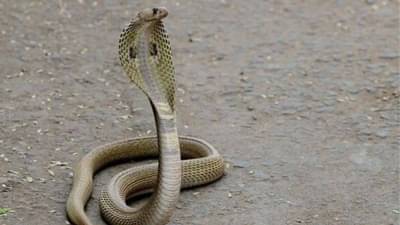 ही वनस्पती म्हणजे सापांचा कर्दनकाळच; घरातच काय परिसरात सुद्ध पुन्हा कधीच दिसणार नाही साप