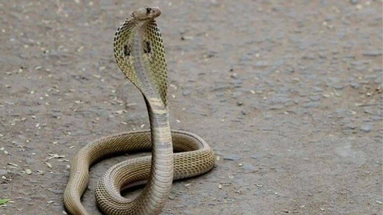 ही वनस्पती म्हणजे सापांचा कर्दनकाळच; घरातच काय परिसरात सुद्ध पुन्हा कधीच दिसणार नाही साप