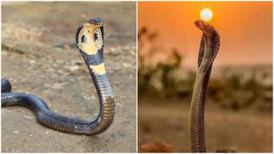 नागमणी खरंच असतो का? काय आहेत भाकडकथा? सापांच्या विश्वाबाबत असं आहे गूढ रहस्य