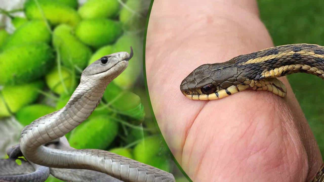 तुम्ही अशा ठिकाणी राहता का, जिथे साप येण्याचा धोका जास्त आहे? तुमच्या घराजवळ उद्याने, नद्या-नाले, जंगल किंवा डोंगराळ भाग असेल तर तुम्हाला अधिक सावध राहण्याची गरज आहे. अशा ठिकाणी मोठे-लहान साप बऱ्याचदा त्यांच्या बिळातून बाहेर येऊन घरांमध्ये किंवा झाडांमध्ये लपतात. काही साप विषारी नसतात, पण काही साप इतके विषारी असतात की जर त्यांनी चावले आणि उपचाराला उशीर झाला तर मृत्यू निश्चित आहे. उन्हाळा असो वा पावसाळा, साप कोणत्याही हवामानात तुमच्या घरात शिरकाव करू शकतात. काही लोक साप चावल्यास स्वतःहून घरगुती उपचार करतात, पण तुम्ही तातडीने डॉक्टरांशी संपर्क साधला पाहिजे. आयुर्वेदात अशा काही गोष्टींचा उल्लेख आहे, ज्या सापाच्या विषाचा प्रभाव कमी करू शकतात. त्यापैकी एक आहे कंटोळी ही भाजी. होय, तीच कंटोळी (spiny gourd) जी तुम्ही खाता. साप चावल्यास जास्त घाबरू नका, शांतपणे काम करा आणि वैद्यकीय मदत मिळेपर्यंत कंटोळीचा असा वापर करून पाहा.