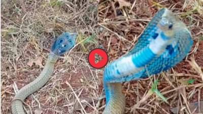 Video: निळ्या रंगाचा नाग? शेतकऱ्याने काढी मारली तेवढ्यात... व्हिडीओ पाहून उडेल थरकाप