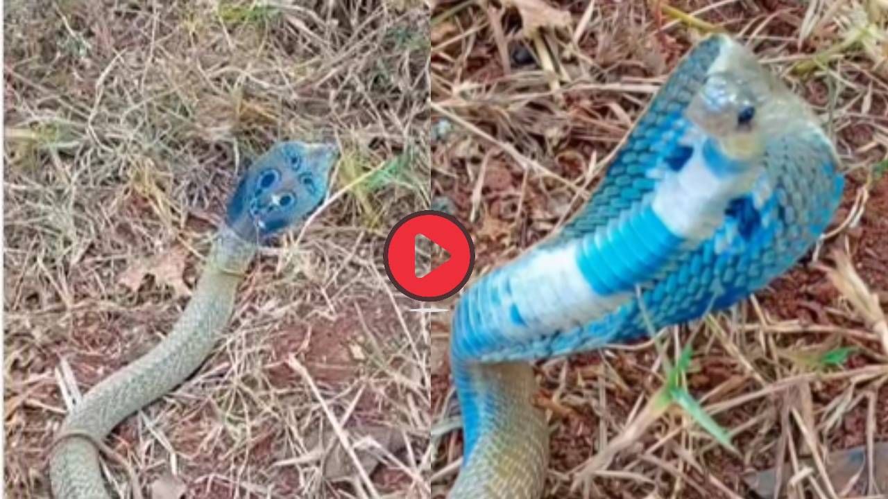 Video: निळ्या रंगाचा नाग? शेतकऱ्याने काढी मारली तेवढ्यात... व्हिडीओ पाहून उडेल थरकाप