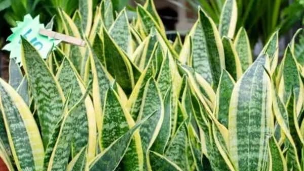 Snake plant : घरात स्नेक प्लांट लावलं तर काय होतं? अनेकांना माहीत नाही हे सत्य