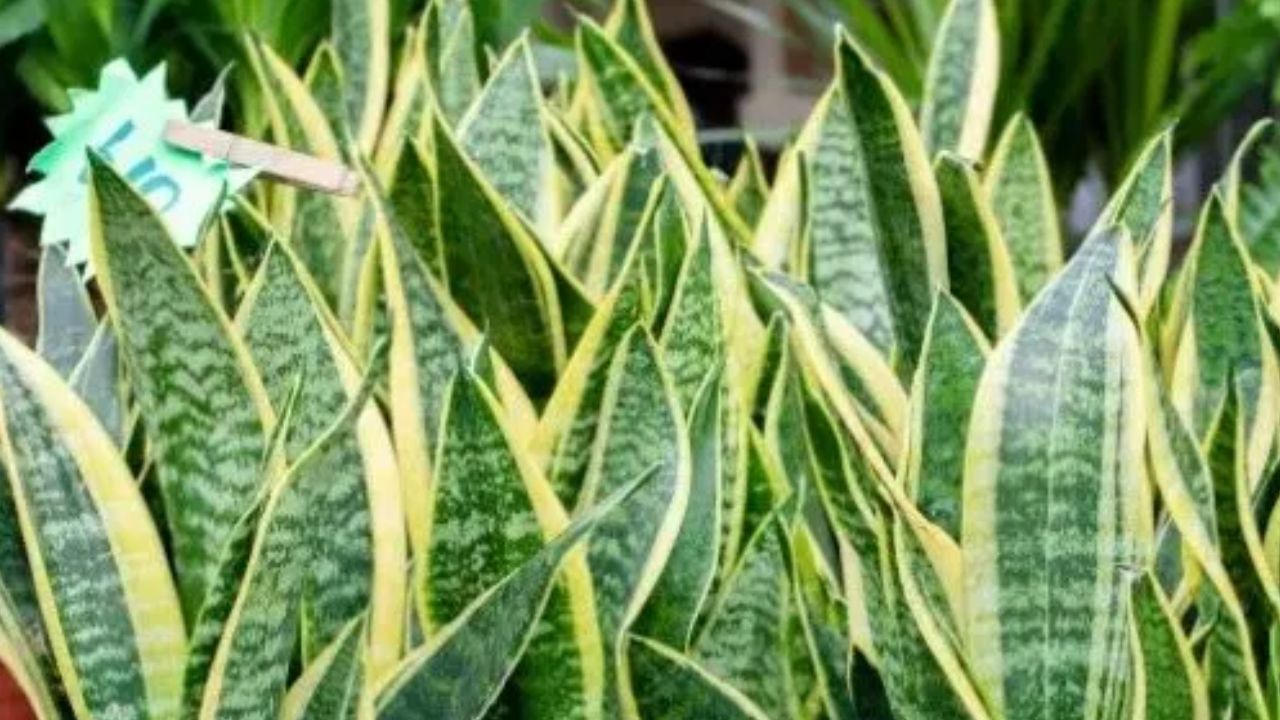 Snake plant : घरात स्नेक प्लांट लावलं तर काय होतं? अनेकांना माहीत नाही हे सत्य Snake plant : घरात स्नेक प्लांट लावलं तर काय होतं? अनेकांना माहीत नाही हे सत्य