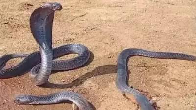 नाग मेल्यावर नागीण 24 तास मृतदेहाजवळ बसून राहिली अन्...; नंतर जे घडलं आश्चर्यचकीत करणारं