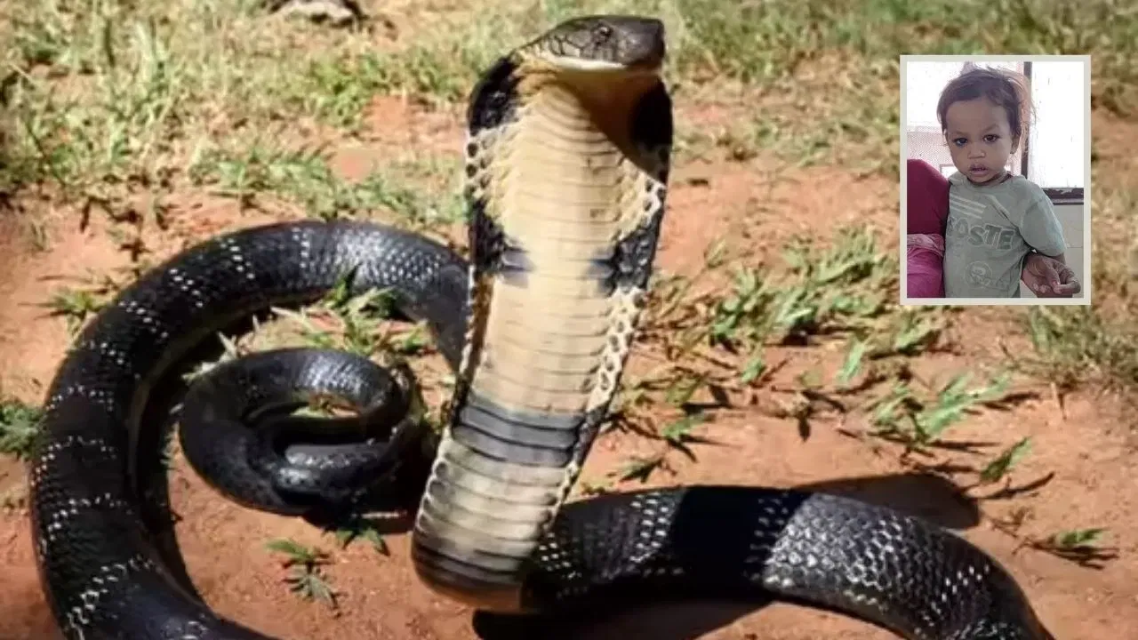 Snake: लहान मुलाने विषारी सापाचा घेतला चावा, सापाचा झाला मृत्यू