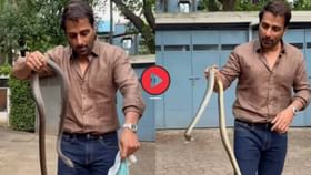 Video: एका हातात साप, दुसऱ्या हातात कापड; अभिनेत्याने पकडला साप Video: एका हातात साप, दुसऱ्या हातात कापड; अभिनेत्याने पकडला साप