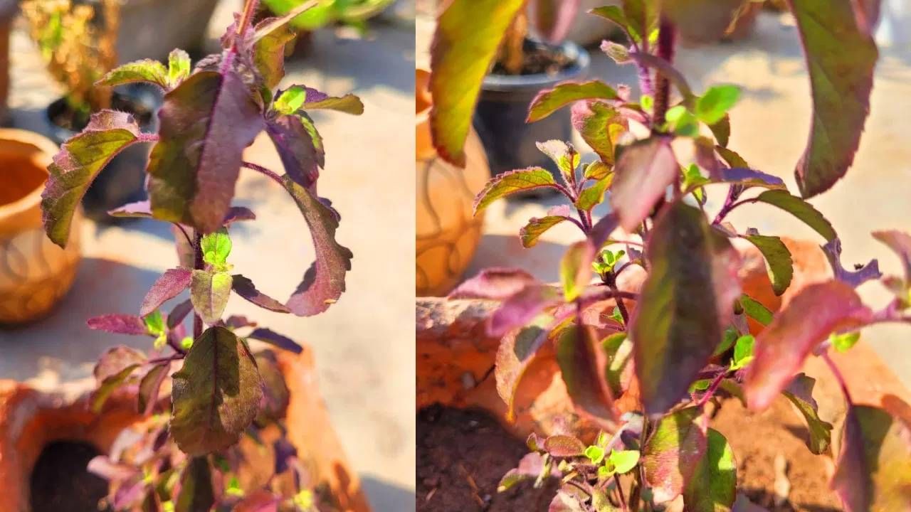 जांभळ्या रंगाची पानं असलेल्या तुळशीला कृष्ण तूळस म्हंटलं जातं. तुळशीच्या पानांचा रंग बदलण्याचे कारण रंगद्रव्य आह.  या रंगद्रव्याचे नाव अँथोसायनिन आहे. हे रंगद्रव्य तुळशीच्या पानांना जांभळा रंग देते. जास्त सूर्यप्रकाश असलेल्या दिवसांत हे रंगद्रव्य जास्त तयार होते. उन्हाळ्याच्या दिवसांत हिरव्या तुळशीची पाने जांभळी होण्याचे हेच कारण आहे.  (फोटो: Pixabay)