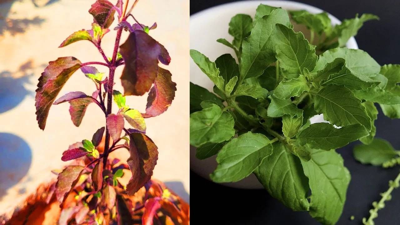 तुळशीचं पानं उन्हाळ्यात जांभळ्या रंगाची होतात. पण पावसाळा सुरु झाला की त्यांचा रंग पुन्हा बदलतो. ही पानं हिरवी होऊ लागतात. उन्हात ठेवलेल्या तुळशीच्या पानात हा फरक दिसून येतो. पण तुळशीच्या पानांचा रंग बदलण्याचं कारण काय? चला जाणून घेऊयात.  (फोटो: Pixabay)