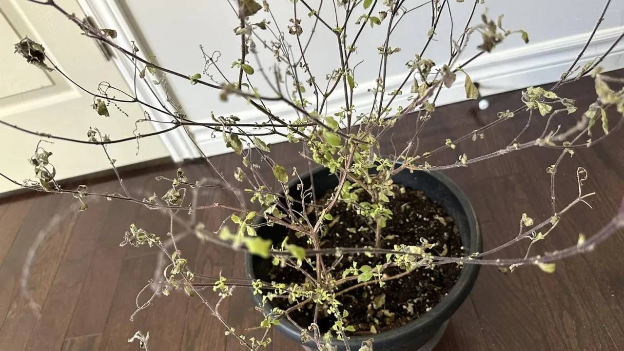 तुळशीचे रोप अशा ठिकाणी ठेवा जिथे त्याला पुरेसा सूर्यप्रकाश मिळेल. थेट सूर्यप्रकाश येईल अशा ठिकाणी ते ठेवू नका. यामुळे तुळशी सुकण्याचा धोका वाढतो. वेळोवेळी त्याला पाणी द्या आणि त्याची काळजी घ्या. पावसाळ्यात अशा ठिकाणी ठेवा जिथे त्याला पुरेसे पाणी मिळेल. पण कुंडी पाण्याने भरलेली असेल तर ते काढून टाका अन्यथा झाड कुजण्याचा धोका असतो.  (फोटो: Pixabay)