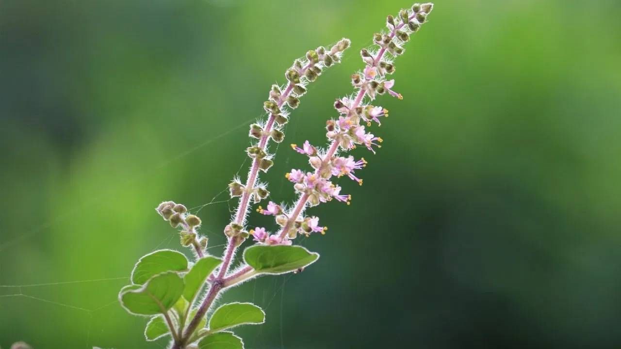 भारतात हिरव्या रंगाच्या तुळशीला राम तूळस म्हणतात. तर जांभळ्या रंगाची तूळस ही कृष्ण तूळस म्हणून संबोधली जाते. वैज्ञानिकांच्या मते, जांभळ्या रंगाची पानांचा अर्थ वनस्पती उच्च तापमानाशी झुंज देत आहे. त्याला सावळी किंवा पाण्याची आवश्यकता आहे.  (फोटो: Pixabay)