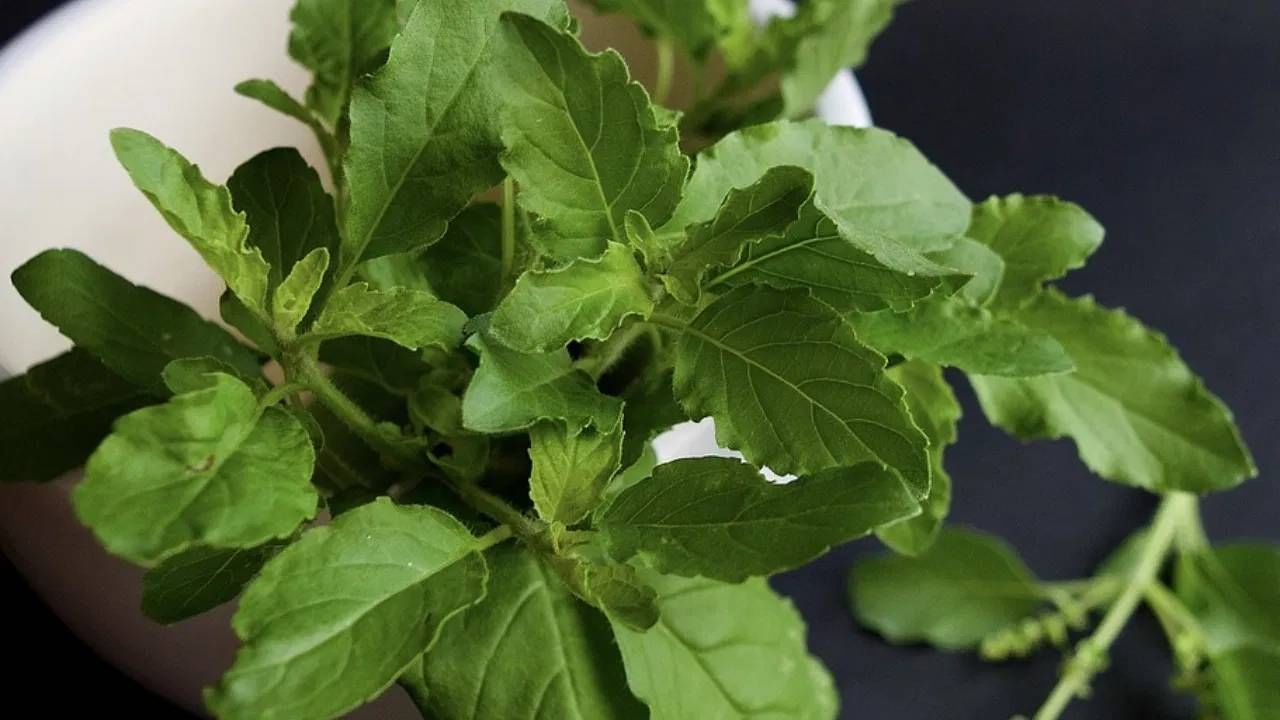 पावसाळ्यात तापमान कमी होते. या हवामान बदलाचा परिणाम जांभळा रंग देणाऱ्या रंगद्रव्यावरही होतो. रंगद्रव्य कमी होते आणि जांभल्या रंगाची पाने पुन्हा हिरवी दिसू लागतात. शास्त्रज्ञांच्या मते, ऋतु बदलाचा वनस्पतीवर परिणाम होतो.  (फोटो: Pixabay)