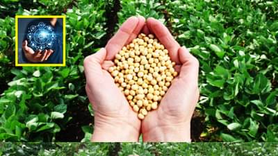 Soybean : शेतीत होणार चमत्कार, सोयाबीन उत्पादनात AI चा वापर; धाराशिवमध्ये देशातील पहिला पायलट प्रोजेक्ट