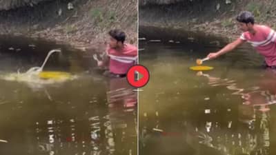 तलावात हळद टाकून केला हळदीचा ट्रेंड, अचानक पाण्यातून साप बाहेर आला अन्... पाहा Video नेमकं काय झालं?
