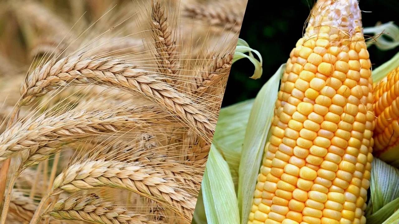 वाइन तज्ज्ञ सोनल सी हॉलंड यांनी स्पष्ट केलं की, व्हिस्की 100 टक्के शाकाहारी आहे. ती व्हेगन फ्रेंडली आहे. ती बार्ली, कॉर्न आणि राईपासून तयार केली जाते. पाणी आणि यीस्टमध्ये मिसळून आंबवली जाते. त्यानंतर ती लाकडी बॅरलमध्ये साठवली जाते. या संपूर्ण प्रक्रियेत प्राण्यांचा कोणताही भाग वापरला जात नाही. (Photo: Pixabay)