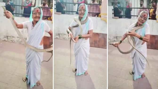 मराठमोळी फायटर आज्जी... 8 फूट लांब खतरनाक साप हातात पकडला, गळ्यात घातला; वयाच्या 70 व्या वर्षी ना डर, ना भीती, Video पाहा