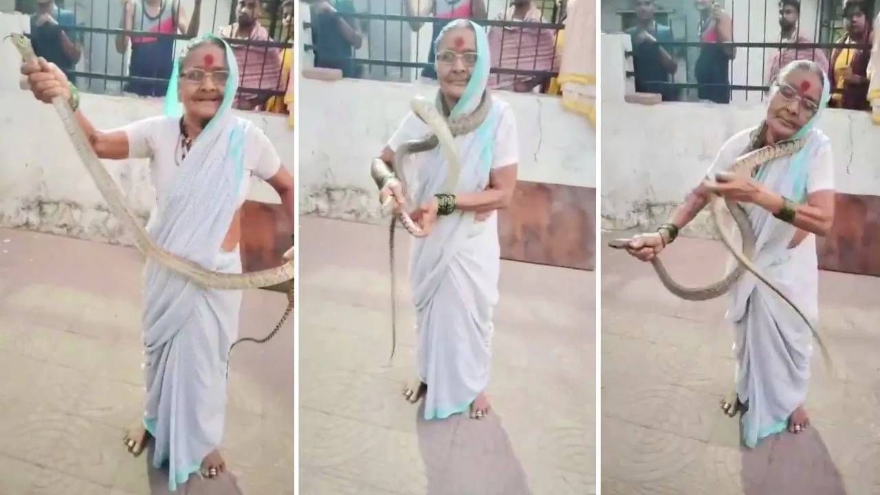 मराठमोळी फायटर आज्जी... 8 फूट लांब खतरनाक साप हातात पकडला, गळ्यात घातला; वयाच्या 70 व्या वर्षी ना डर, ना भीती, Video पाहा