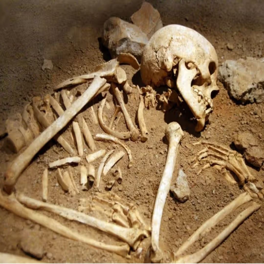  मानवी हाडे आणि त्वचा :  मृत्यूनंतर मानवी हाडे किती काळ सुरक्षित राहतात माहितीये? मानवी हाडे आणि आपली त्वचा सुमारे 5 वर्षे जिवंत ठेवता येते.