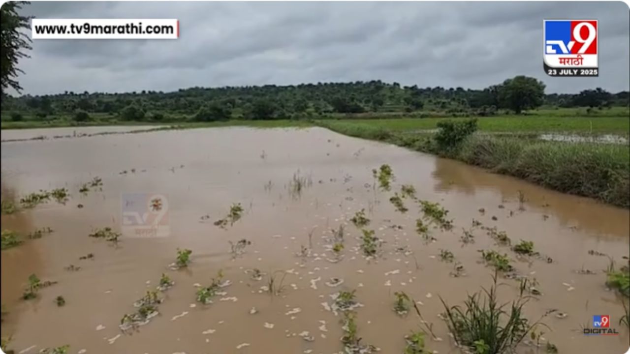 Buldhana : सोयाबीन पिक पाण्याखाली, शेतकऱ्यावर आली तिबार पेरणीची वेळ