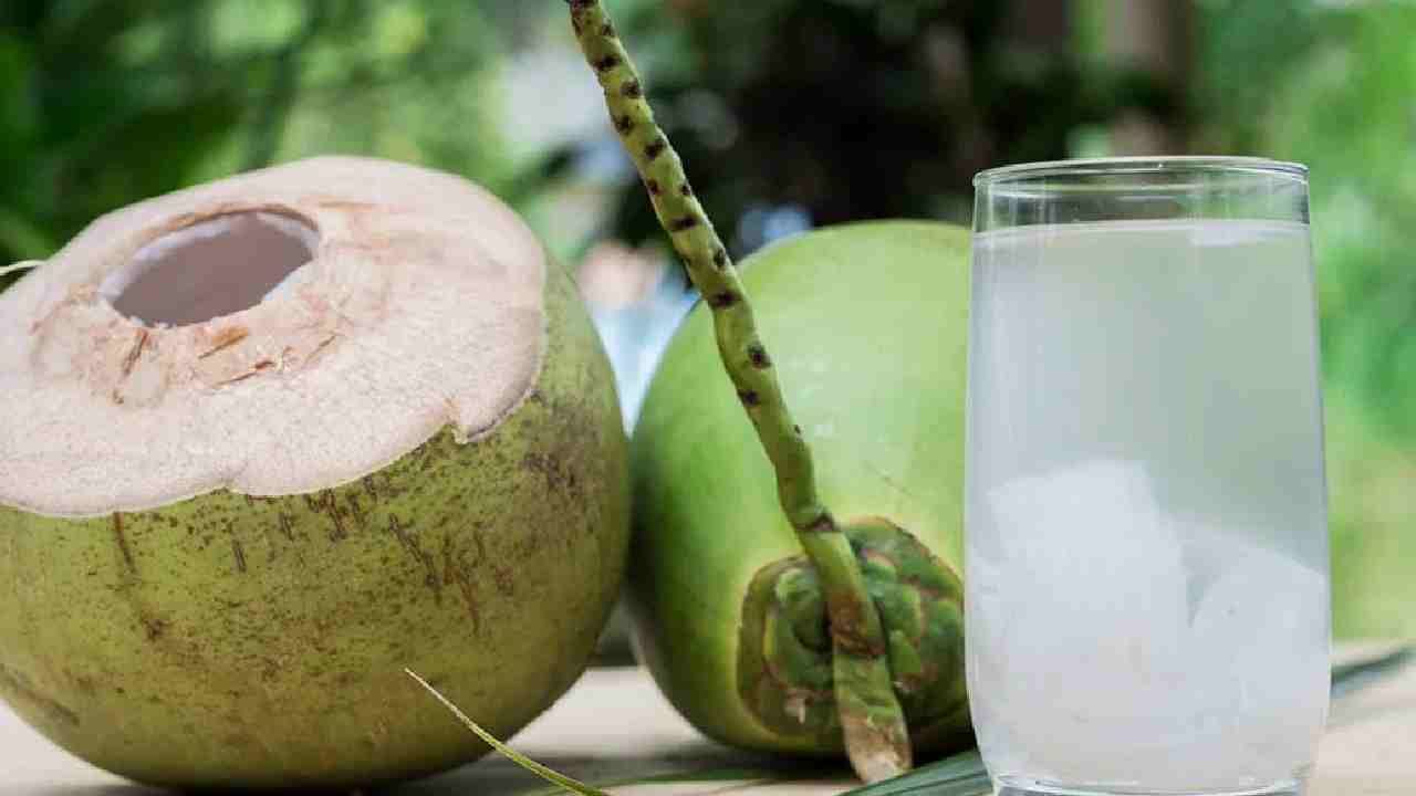 नारळ पाणी पिणं कोणी टाळावे? नारळ पाणी पिण्यापूर्वी काय तपासणे गरजेचे? जाणून घ्या नारळ पाणी पिणं कोणी टाळावे? नारळ पाणी पिण्यापूर्वी काय तपासणे गरजेचे? जाणून घ्या