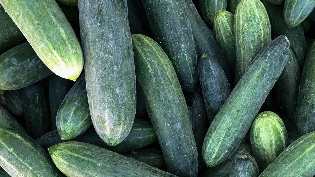 या लोकांनी सकाळी रिकाम्या पोटी काकडी खाणे टाळा, अन्यथा...