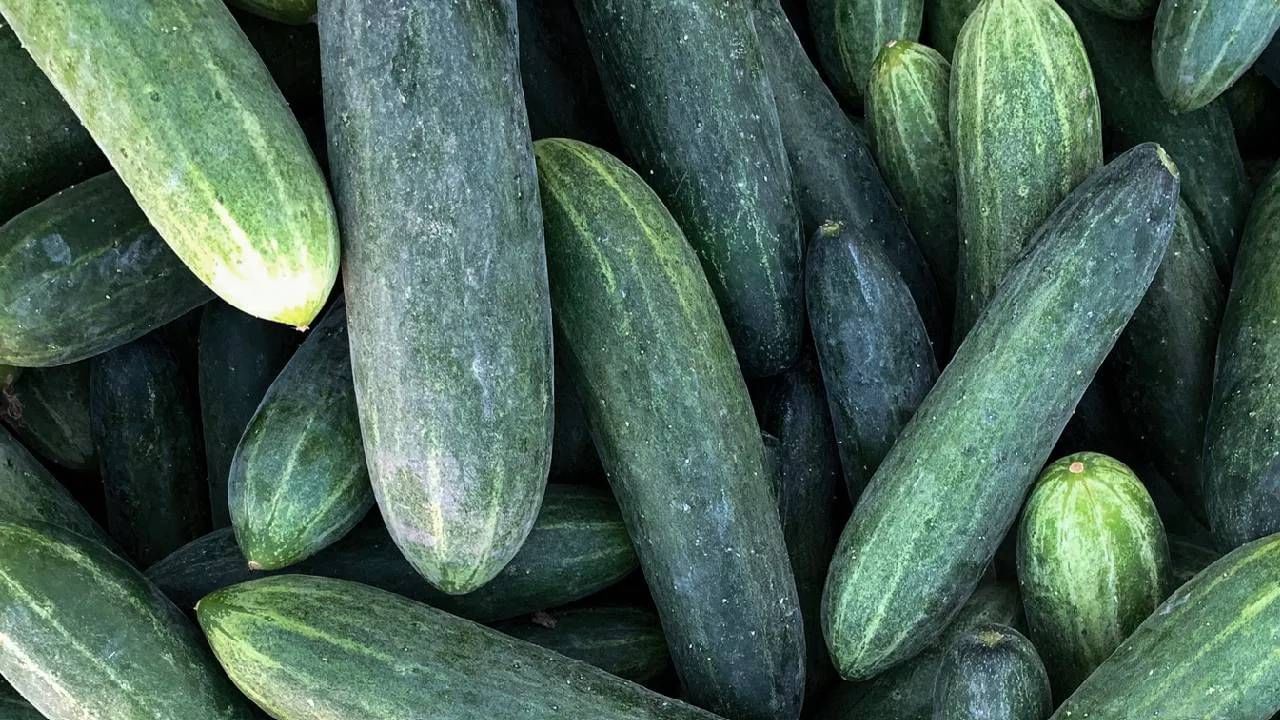 'या' लोकांनी सकाळी रिकाम्या पोटी काकडी खाणे टाळा, अन्यथा...