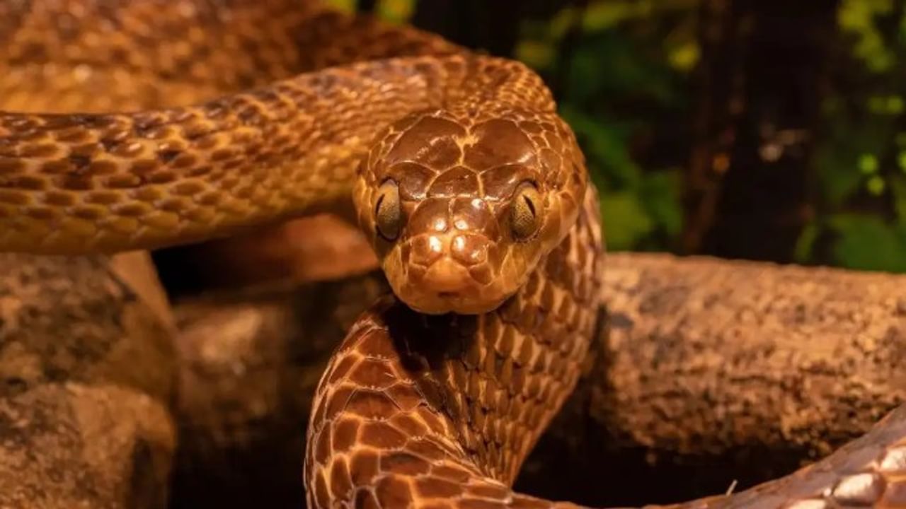 साप हा विषारी सरपटणारा प्राणी आहे. सर्वच साप विषारी नसतात. मात्र काही सापांनी दंश केल्यास माणसाचा मृत्यू होऊ शकतो. मात्र अशी काही ठिकाणं आहेत, जिथं सापाचे मांस आवडीने खाल्ले जाते. 