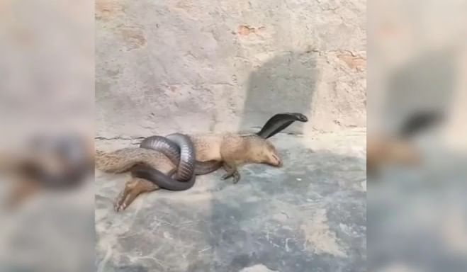 डोक्याचा चावा घेतल्यानंतर कालांतराने सापाचा मृ्त्यू होतो आणि मुंगूस विजयी होते. पण यातही सापाने आक्रमक होत वारंवार मुंगूसाला चावा घेतल्यास यात मुंगूसाचा विजय होऊ शकतो.