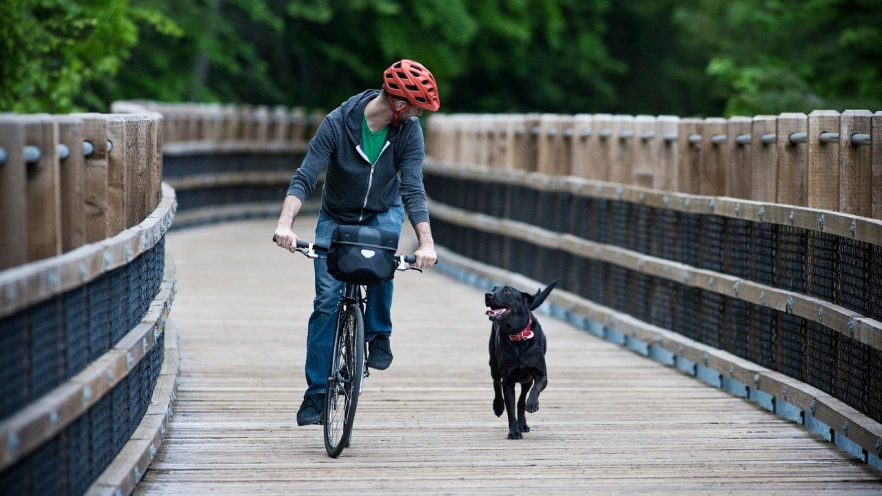 जेव्हा त्यांना तुमच्या गाडीच्या टायरमधून दुसऱ्या कुत्र्याचा वास येतो, तेव्हा त्यांना वाटते की त्यांच्या हद्दीत नवीन कुत्रा आला आहे. त्यानंतर ते आक्रमक होतात आणि मग ते त्या गाडीच्या टायरचा पाठलाग करण्यासाठी तुमच्या गाडीच्या मागे भुंकतात. तसेच जोरजोरात धावतात.
