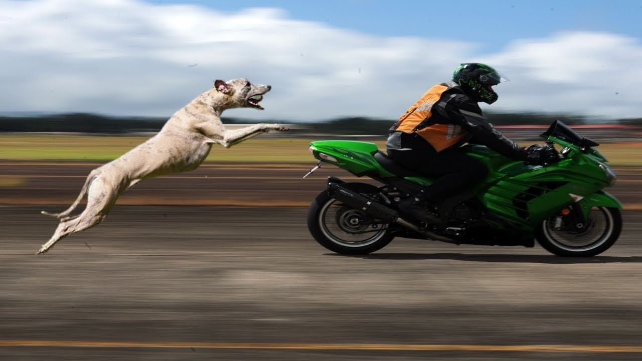 जर तुमच्या गाडीच्या टायरवर कुत्र्याने लघवी केली नसेल किंवा त्याला वास येत नसेल तर कुत्री गाडीच्या मागे धावत नाहीत, हे लक्षात ठेवा.