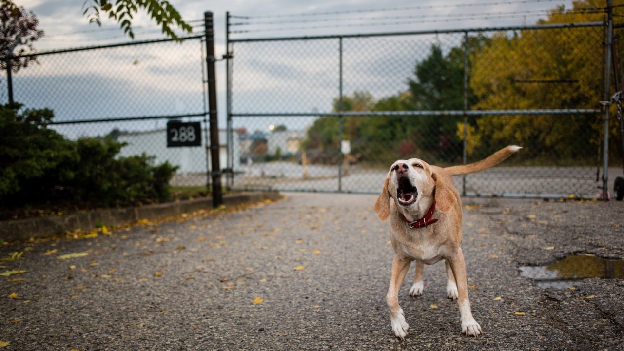 जर तुमच्याही गाडीच्या मागे कुत्रे भुंकत किंवा मागे लागत असतील तर त्यावेळी घाबरु नका. यावरील सर्वात पहिला उपाय म्हणजे तुम्ही तुमच्या वाहनाचा वेग हळू करा. अनेकदा असे केल्याने कुत्री भुंकणे. तसेच तुमच्यामागे धावणे थांबवतात.