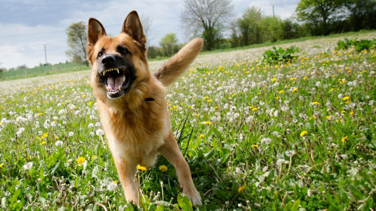 आता निश्चितच तुम्हाला प्रश्न पडला असेल तर कुत्र्यांना नेमका कसला वास येतो, ज्यामुळे ते गाडीच्या मागे धावत असावेत. अनेकदा तुमच्या गाडीच्या टायरवर एखादा कुत्रा लघवी करतो, त्याचा वास कुत्र्यांना येतो आणि त्यामुळे ते मागे धावतात.