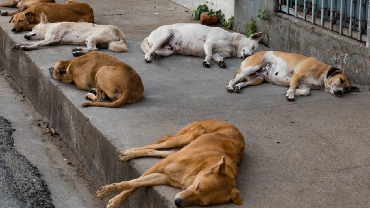यामुळे अनेकदा तुमच्याही मनात हा प्रश्न नक्कीच आला असेल की, कुत्रे एखाद्या बाईकच्या किंवा कारच्या मागे का लागतात? कुत्र्यांच्या अशा वागण्यामागचे नेमके कारण काय? आपण यामागचे कारण जाणून घेणार आहोत. चला तर जाणून घेऊया.
