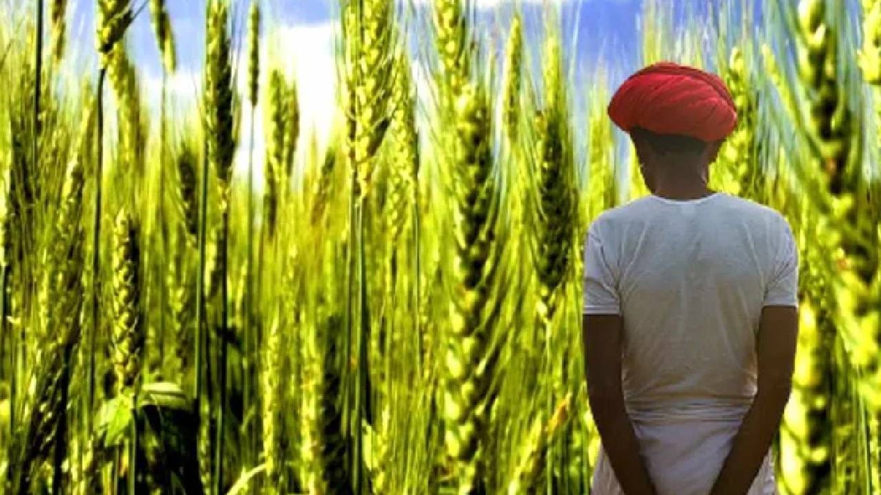 मायबाप सरकार, मदत करा, सांगा कसं जगायचं? बळीराजाची काळीज चिरणारी हाक, होतं नव्हतं सगळं गेलं मायबाप सरकार, मदत करा, सांगा कसं जगायचं? बळीराजाची काळीज चिरणारी हाक, होतं नव्हतं सगळं गेलं